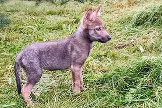 V Beskydech našli čtyřtýdenní vysílené vlčí mládě - Novinky
